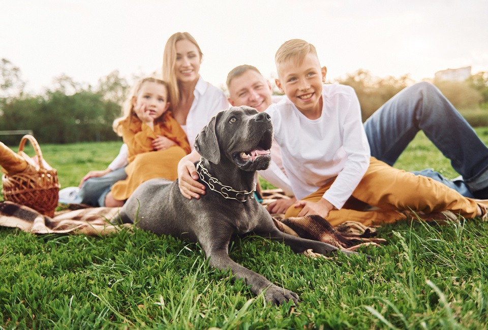 Pet friendly stays